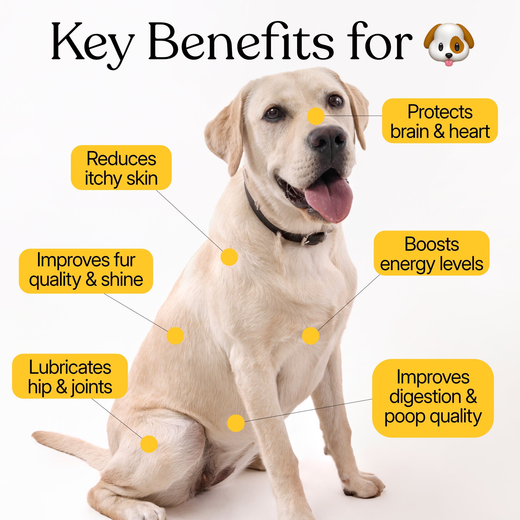 50-in-1 super supplement powder — for Cats & Dogs