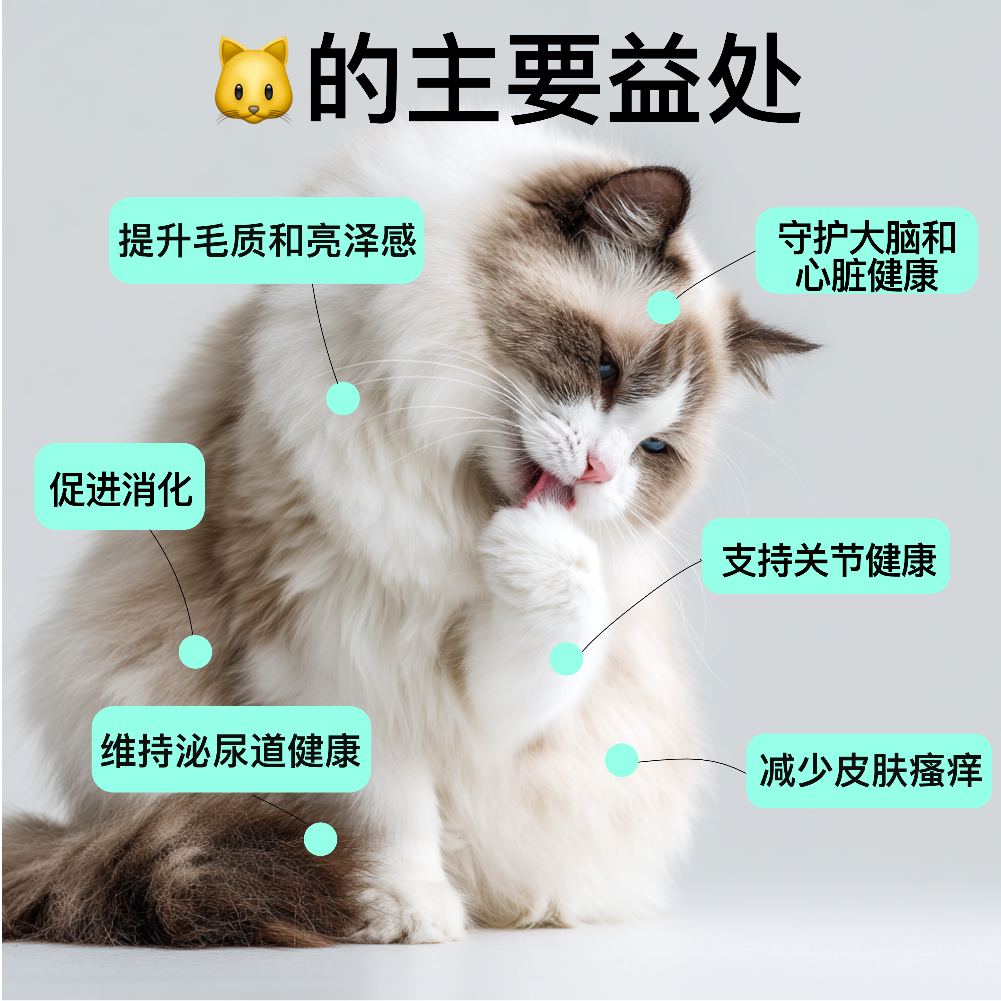 50 合 1 全方位营养配方——专为猫咪与狗狗打造
