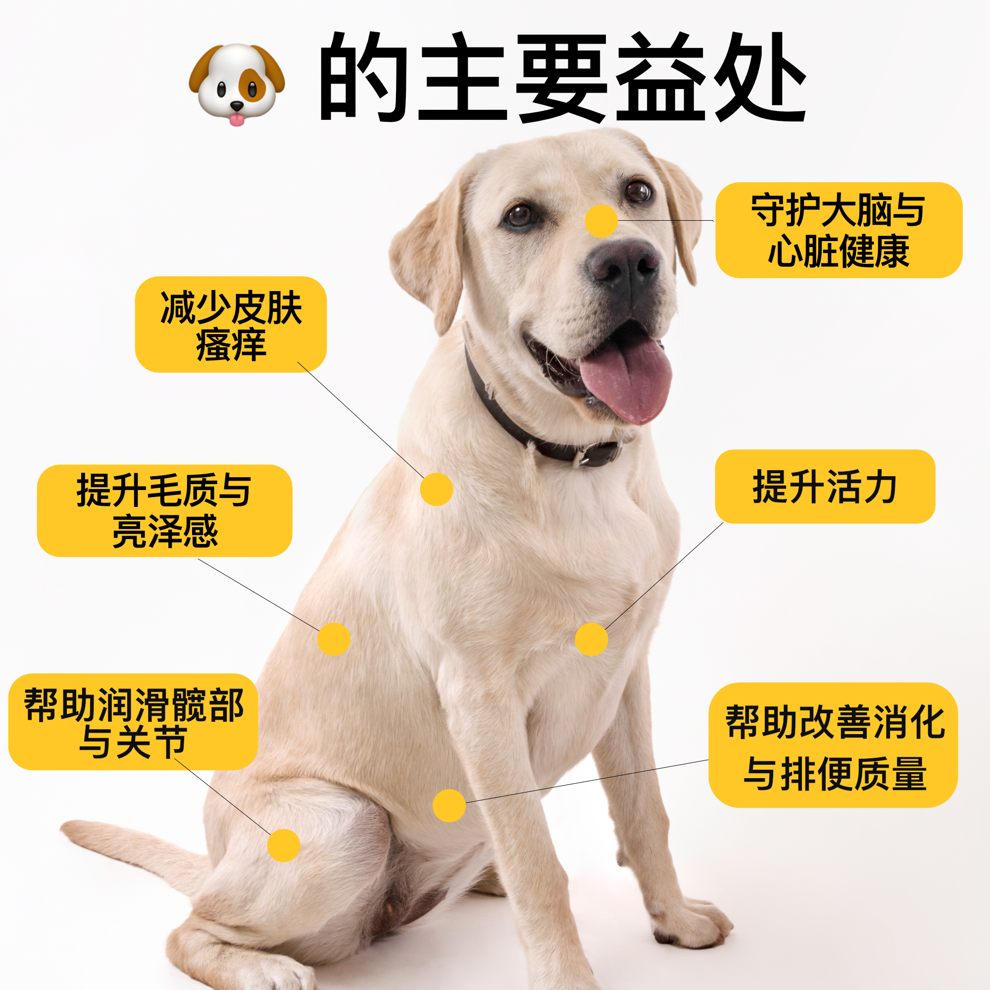 50 合 1 全方位营养配方——专为猫咪与狗狗打造